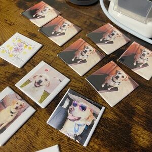 Dog Photo Magnets Set